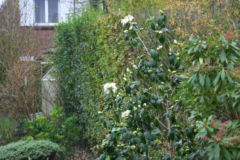 camelia