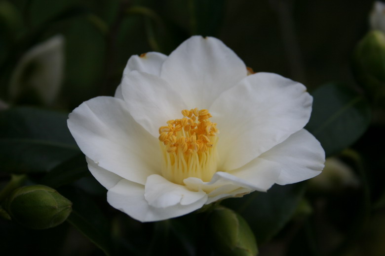 camelia