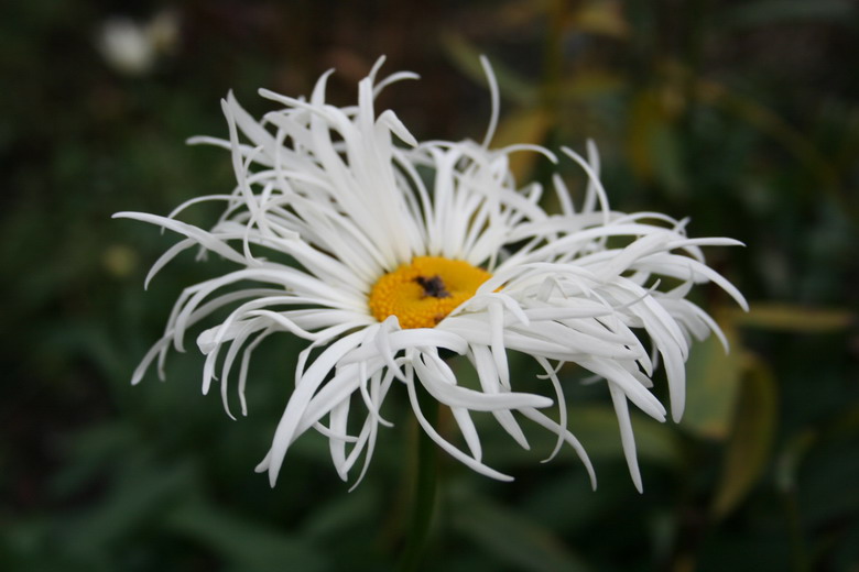 leucanthemum