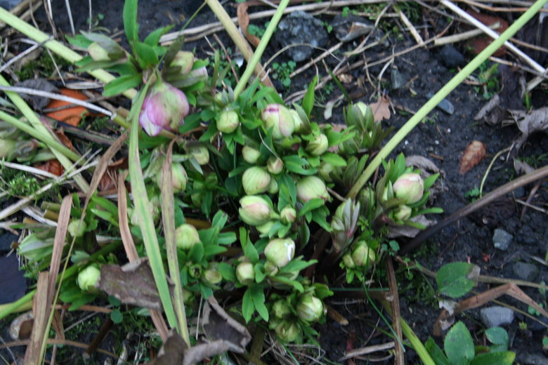 hellebore orientalis