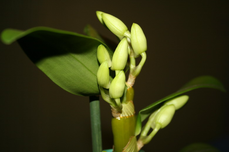 dendrobium