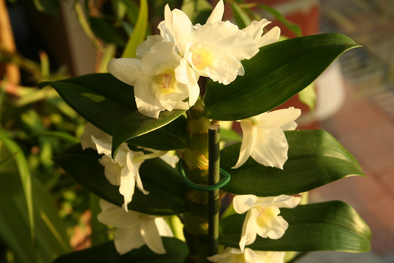 dendrobium