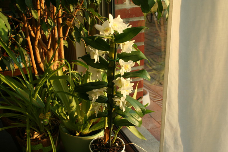 dendrobium