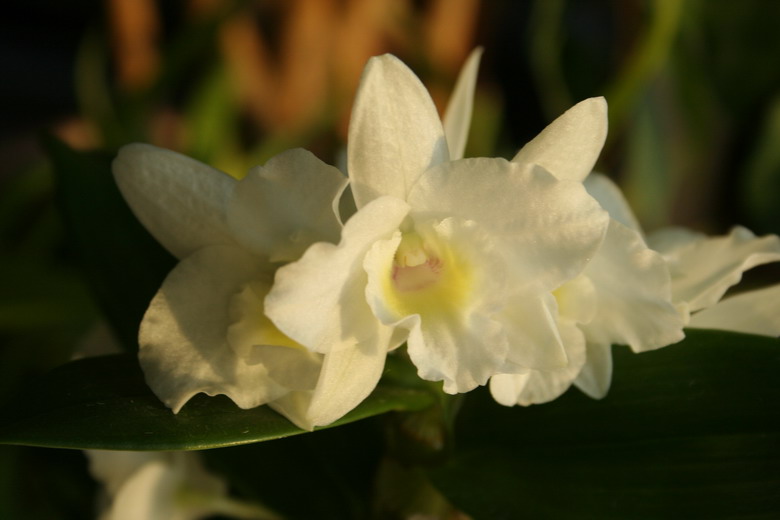 dendrobium