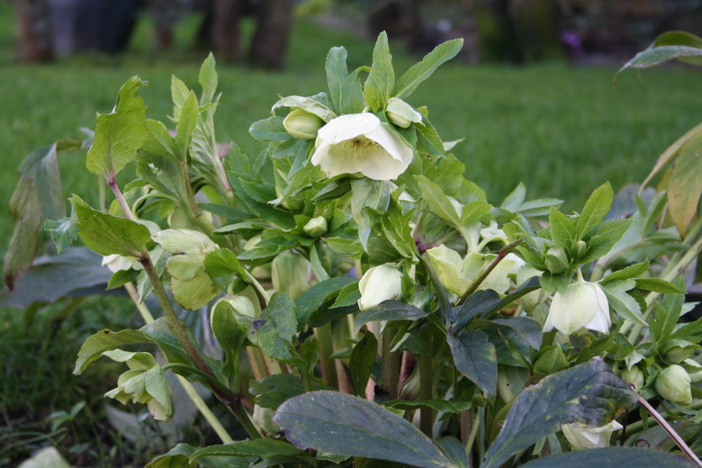 hellebore