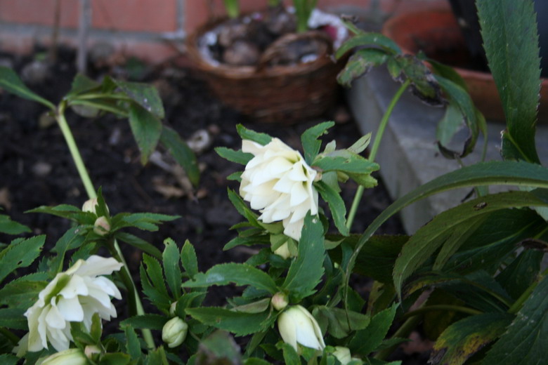 hellebore