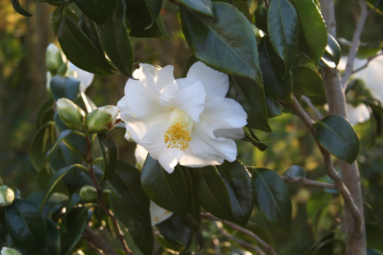 camelia