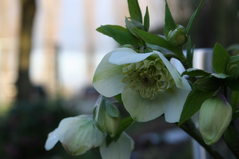 hellebore