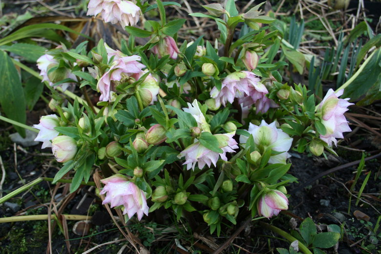 hellebore