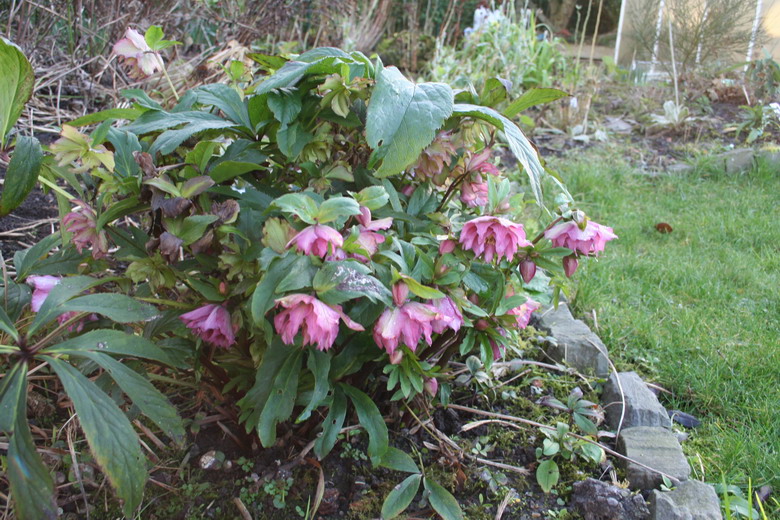 hellebore