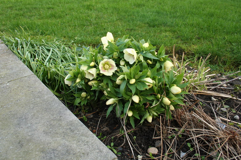 hellebore