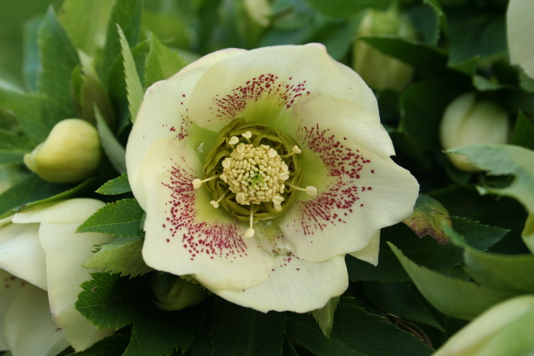 hellebore