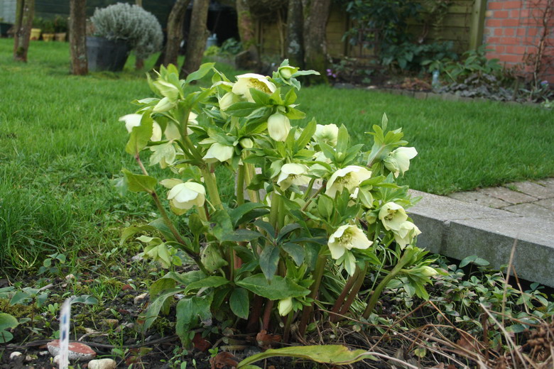 hellebore