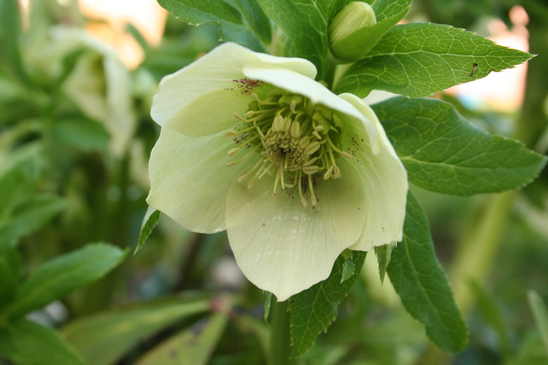 hellebore