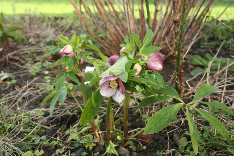 hellebore