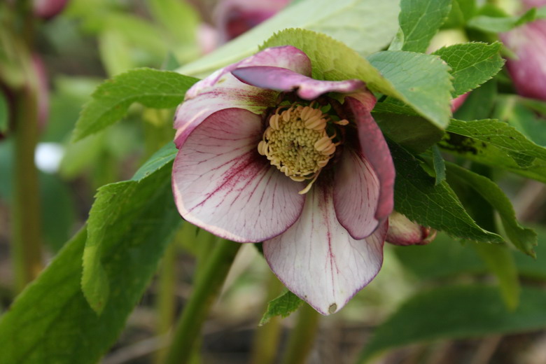 hellebore