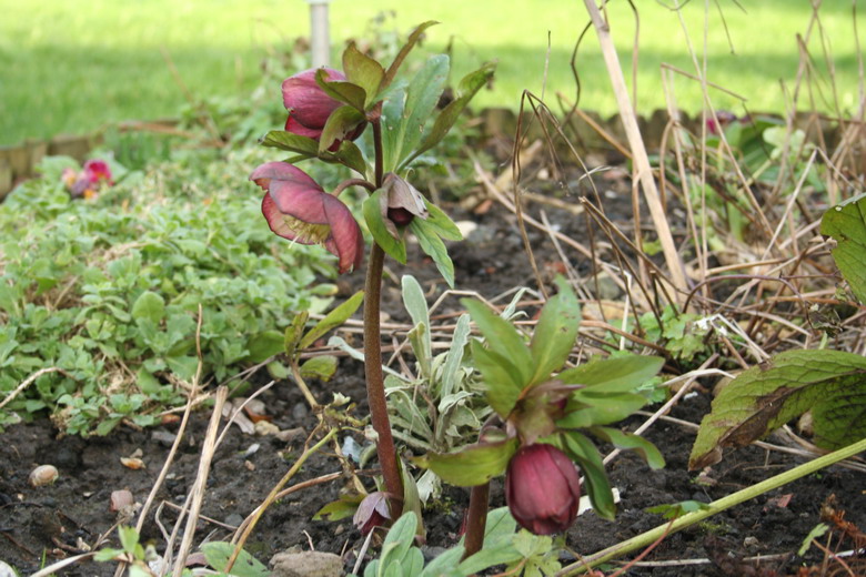 hellebore