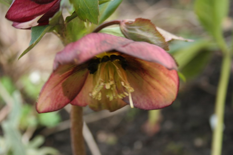 hellebore