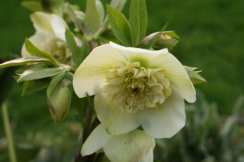 hellebore