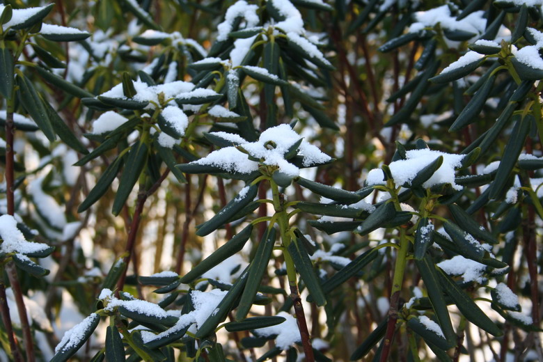 rhododendron