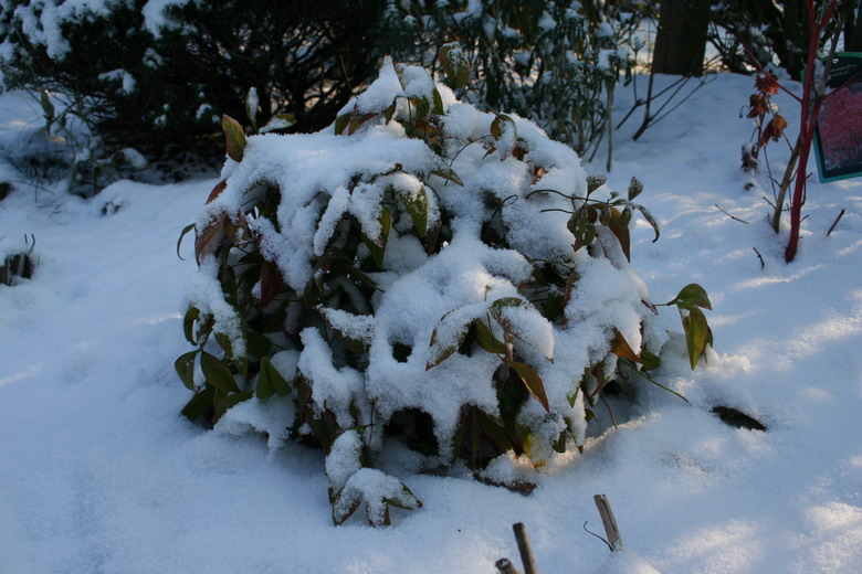 nandina