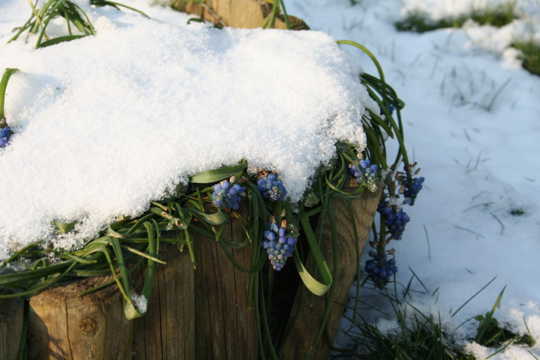 muscari