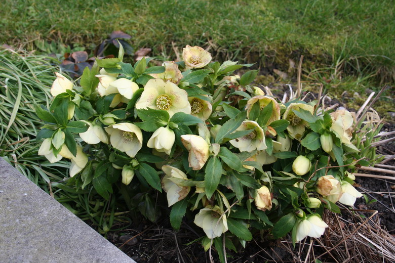 hellebore