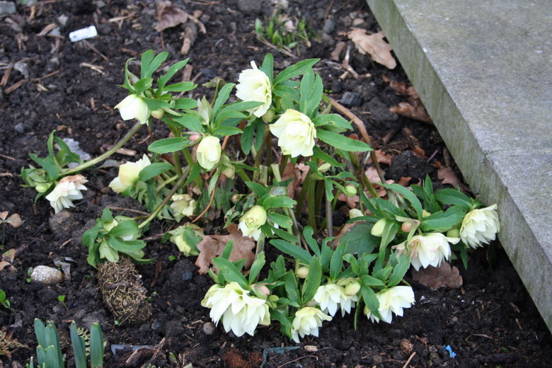 hellebore