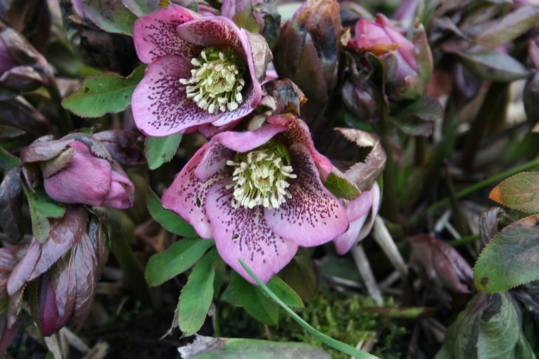 hellebore