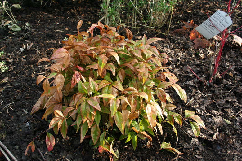 Du forsythia aux azalées