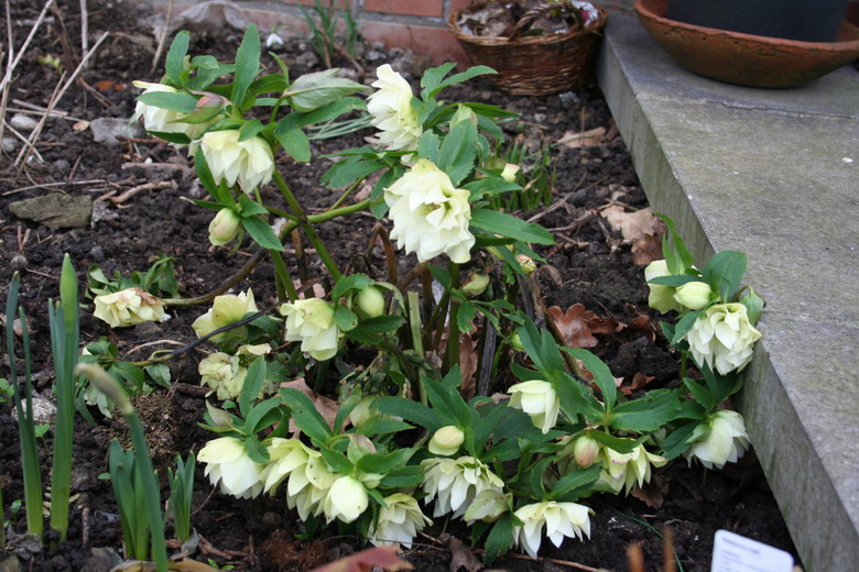 hellebore