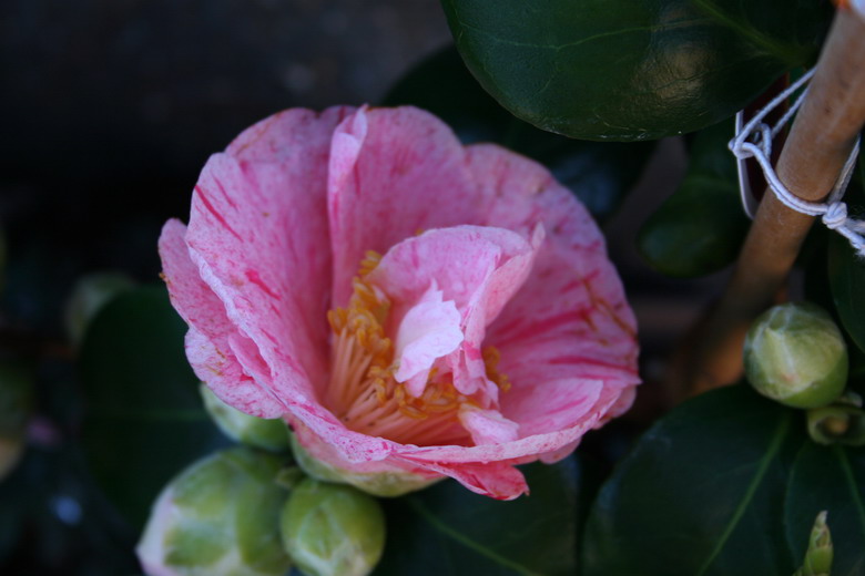 camelia