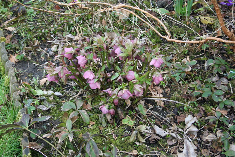 hellebore