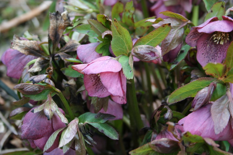 hellebore