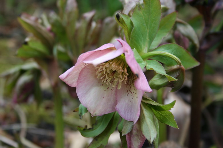 hellebore