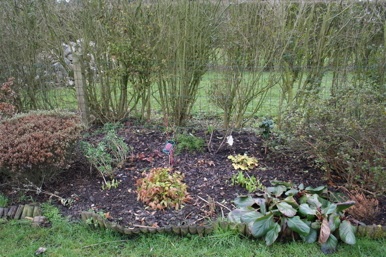 du forsythia aux azalées