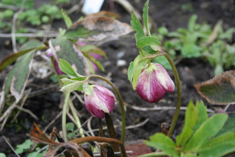 hellebore