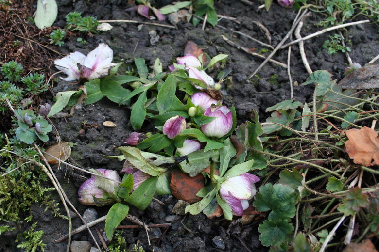 hellebore