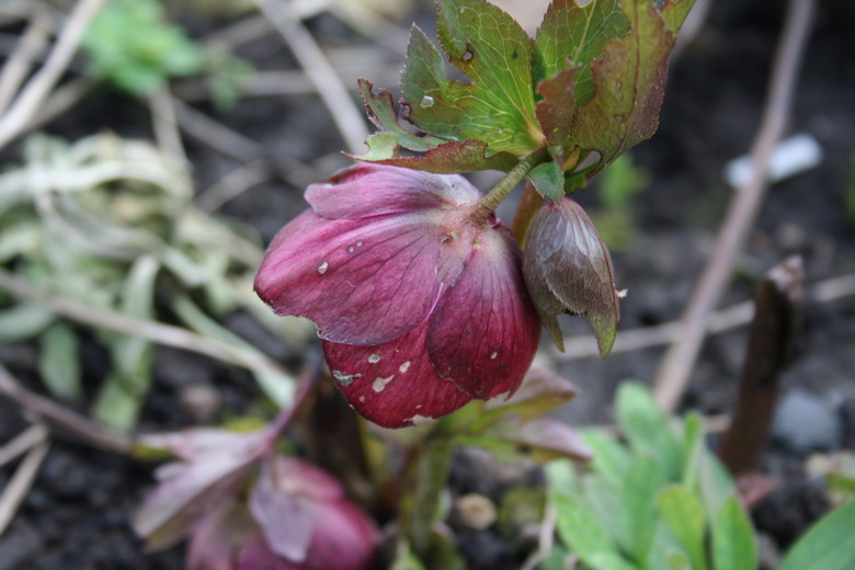 hellebore