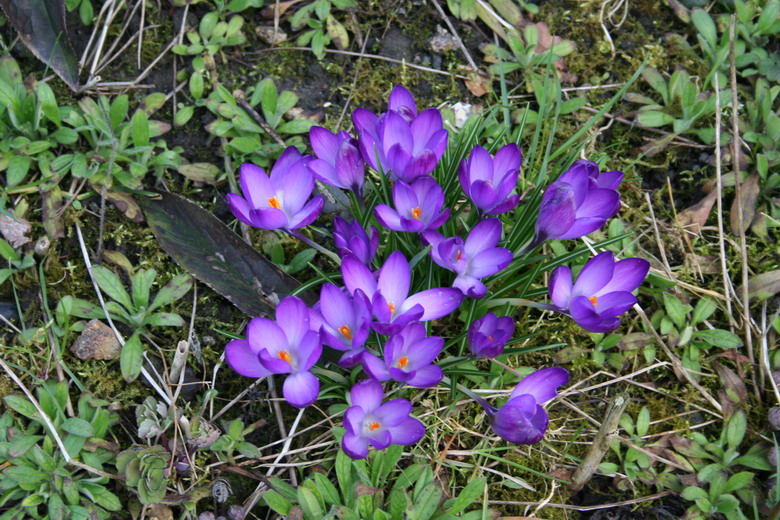 crocus