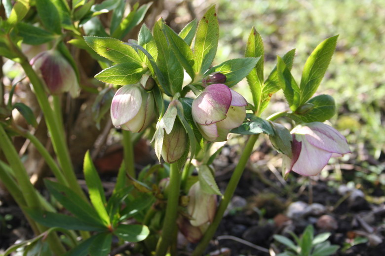 hellebore