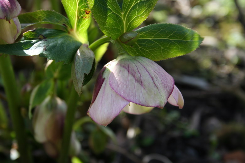 hellebore