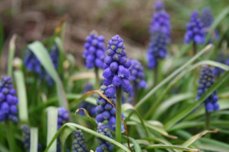 muscari