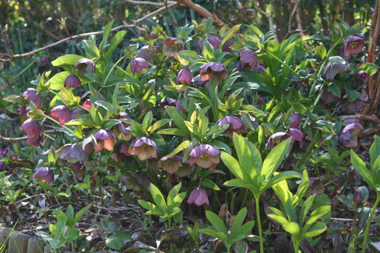 hellebore