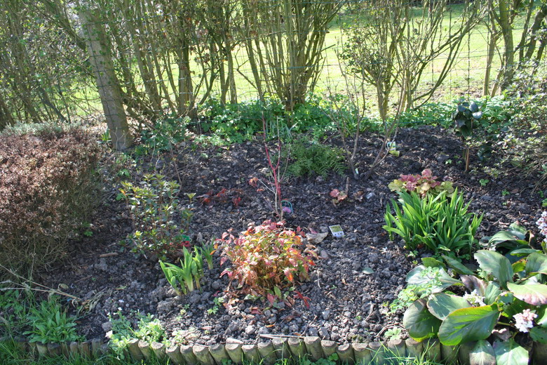 Du Forsythia aux Azalées