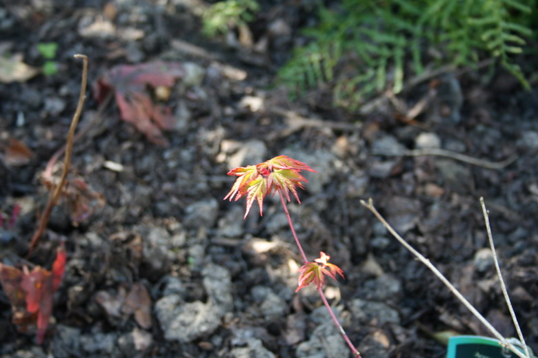 acer palmatum