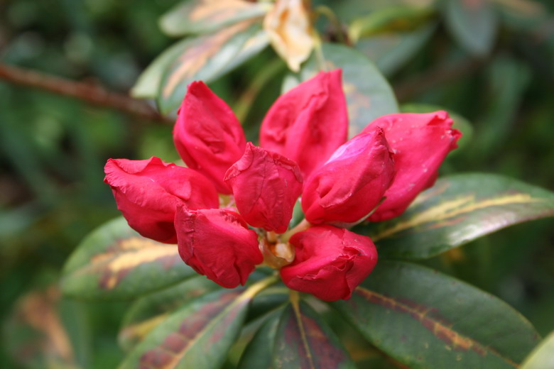 rhododendron