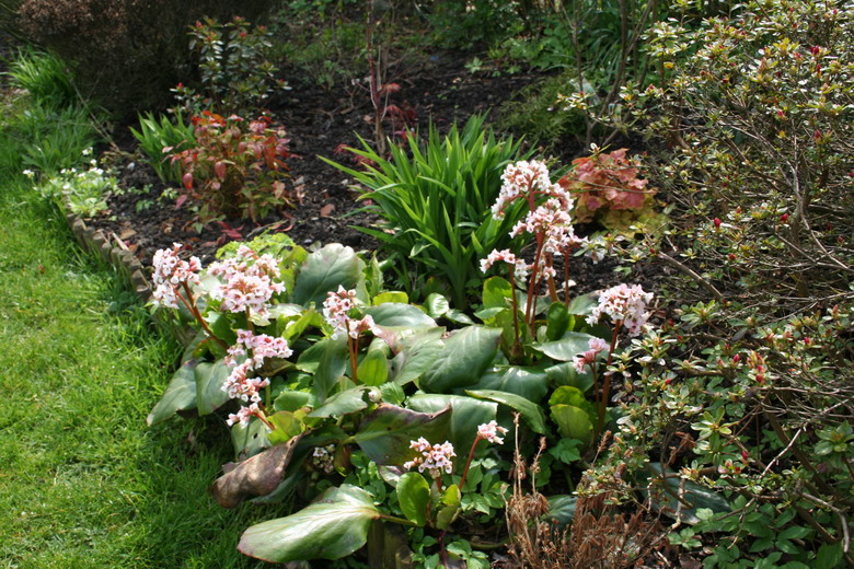 bergenia