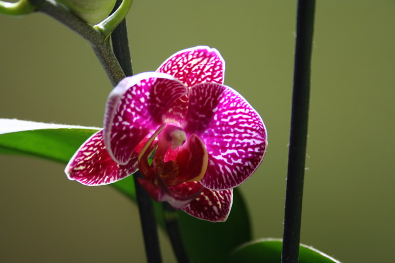 phalaenopsis