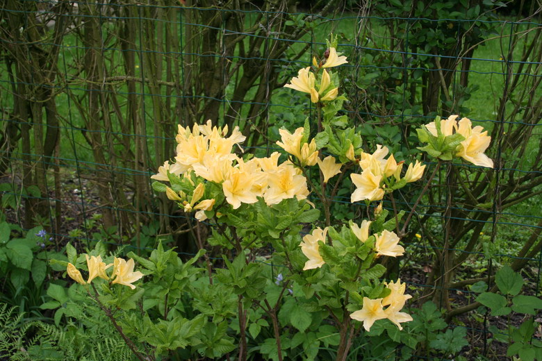 Du forsythia aux azalées